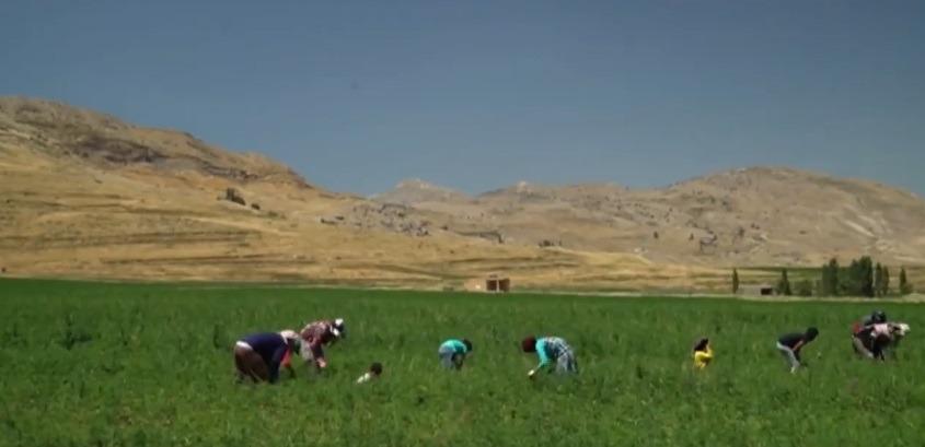 آیا کشت ماریجوانا اقتصاد لبنان را شفا میدهد؟ کشت ماری جوانا