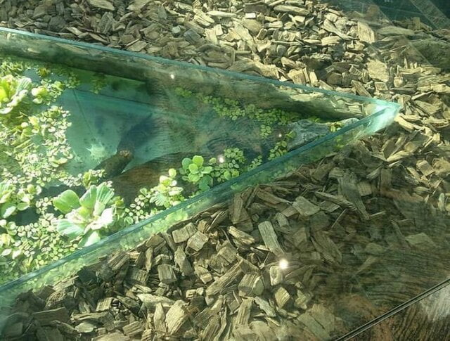 نگهداری از تمساح در یک مرکز خرید در غرب تهران