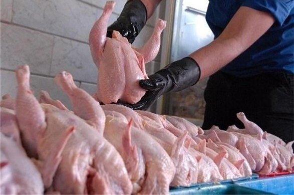 قطعه بندی کردن مرغ ممنوع است/ نرخ مصوب در بازار رعایت شود|خبر فوری قطعه بندی کردن مرغ ممنوع است/ نرخ مصوب در بازار رعایت شود|خبر فوری