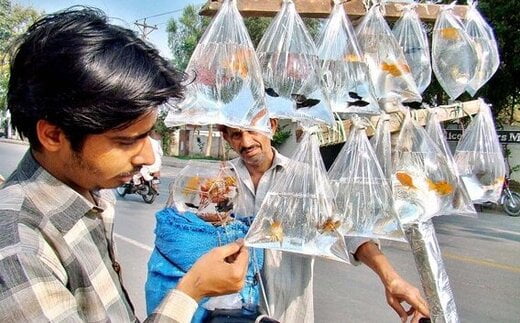 واژه مشترک میان ایرانیها و پاکستانیها چیست؟|خبر فوری واژه مشترک میان ایرانیها و پاکستانیها چیست؟|خبر فوری