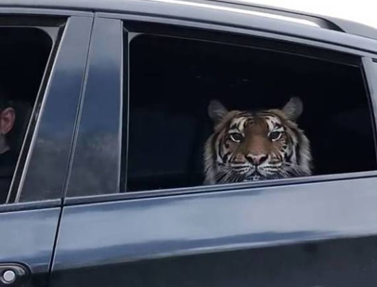 حیوانات وحشی در سریال‌های مدیری چه می‌کنند؟|خبر فوری