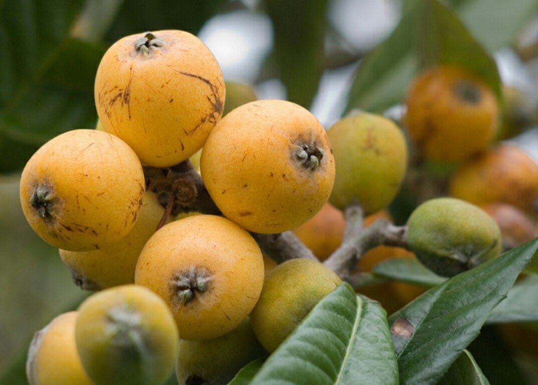 تامین ویتامین ث بدن با این میوه|خبر فوری تامین ویتامین ث بدن با این میوه|خبر فوری