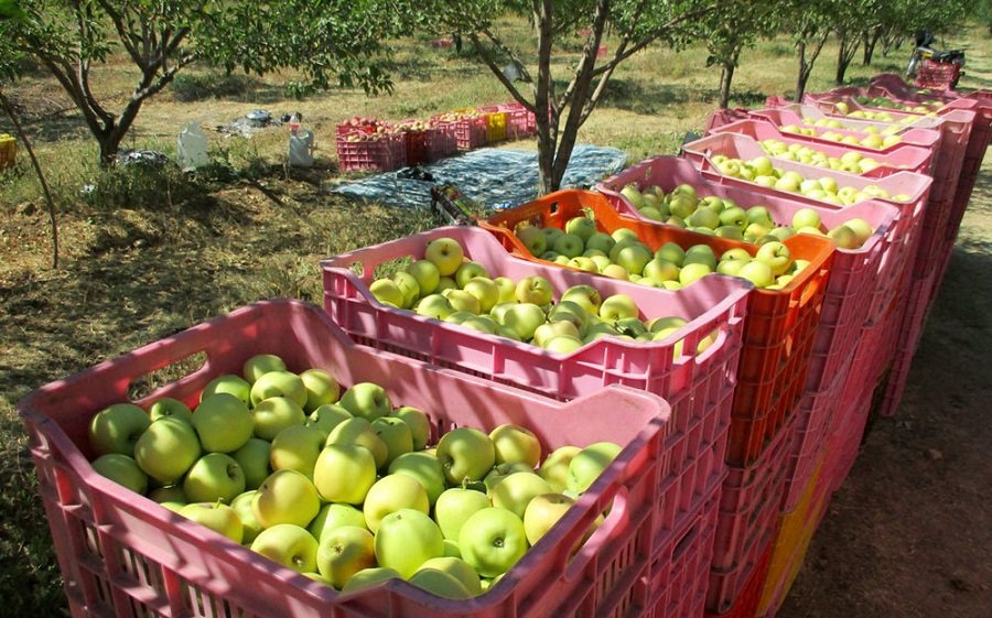 سیب های درختی روی دست باغداران باد کرد|خبر فوری سیب های درختی روی دست باغداران باد کرد|خبر فوری
