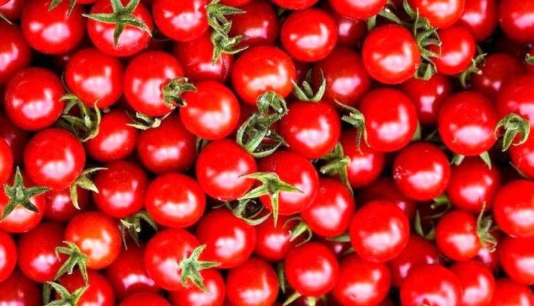 معجزه گوجه فرنگی در ترمیم ریه معجزه گوجه فرنگی در ترمیم ریه