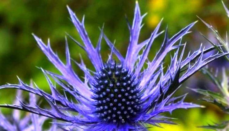 معرفی گیاهی برای خرد کردن سنگ کلیه و پاکسازی کبد معرفی گیاهی برای خرد کردن سنگ کلیه و پاکسازی کبد