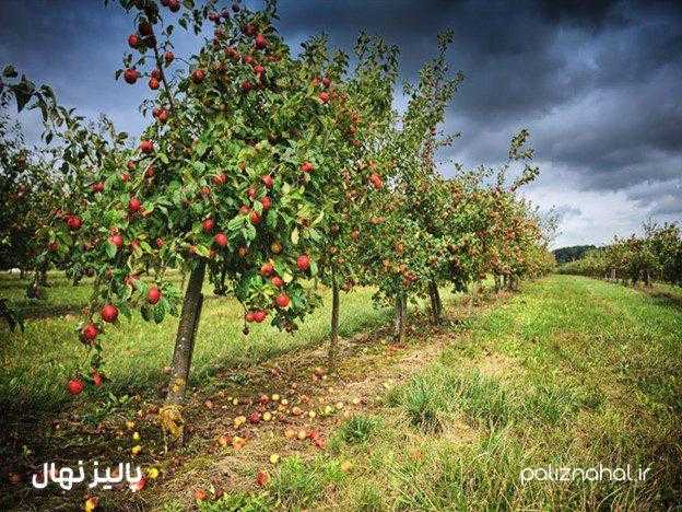خرید نهال از برترین نهالستان خاورمیانه