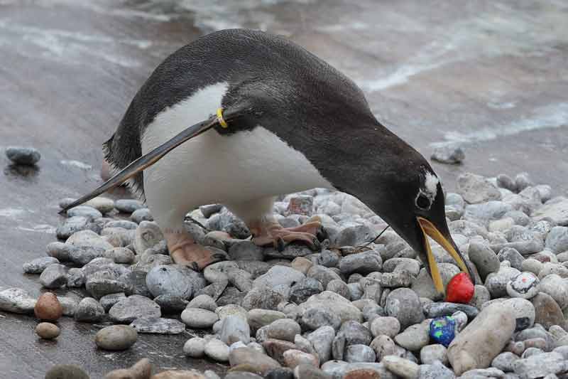 پنگوئنهای عاشق به جفتشان سنگ هدیه میدهند