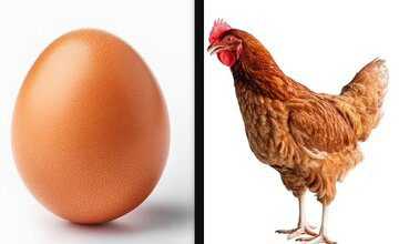 معمای اول مرغ بوده یا تخم‌ مرغ  بالاخره حل شد