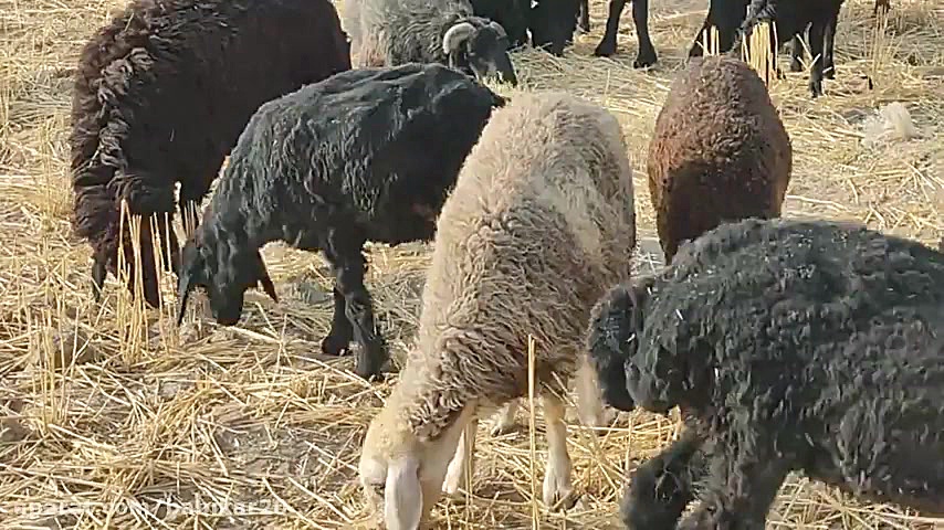 4 کشته در حادثهای تلخ؛ تلاش برای نجات گوسفند!